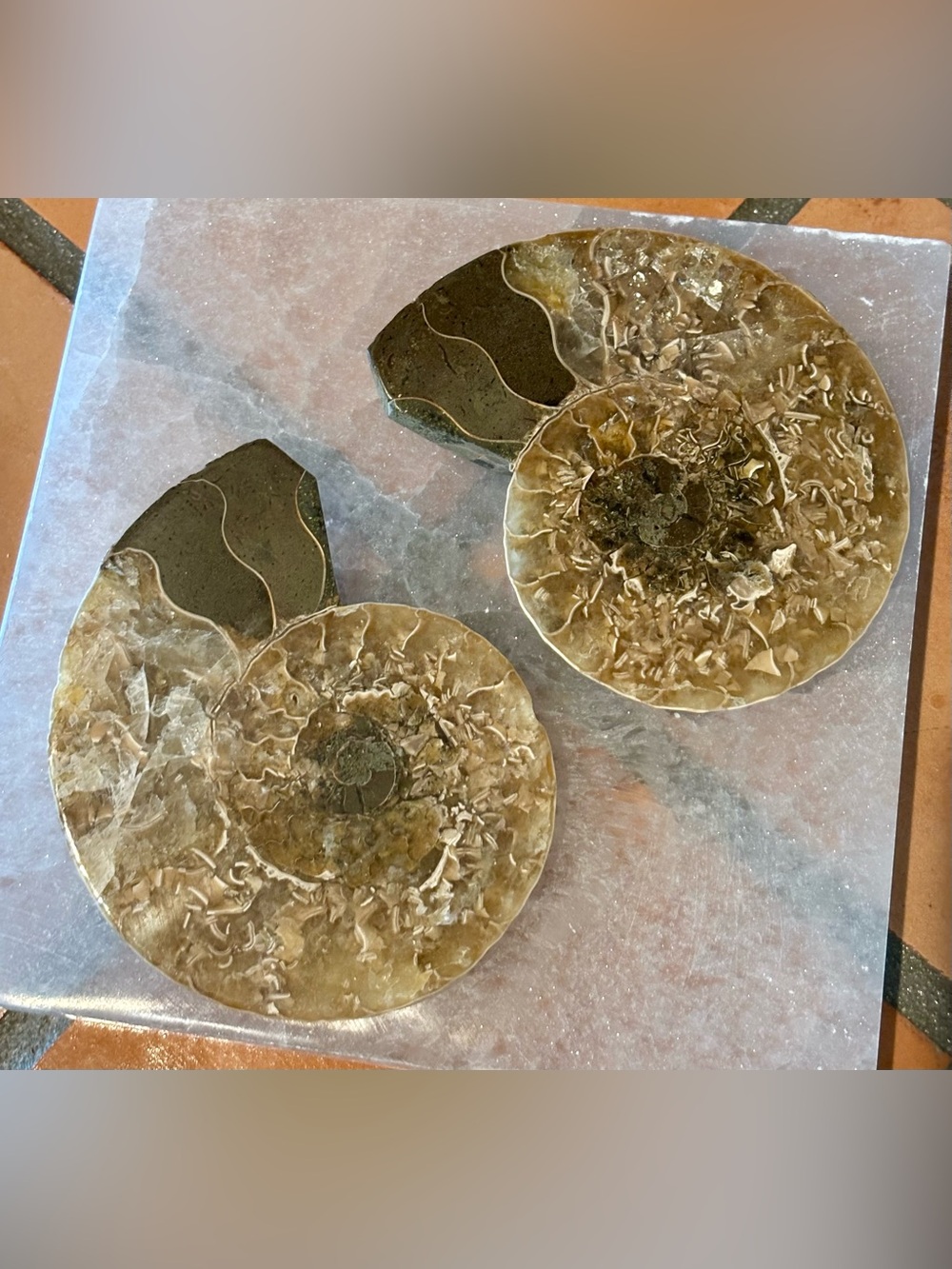 Ammonite Fossil Halves – Polished Interior with Iridescent Shell & Rainbows
